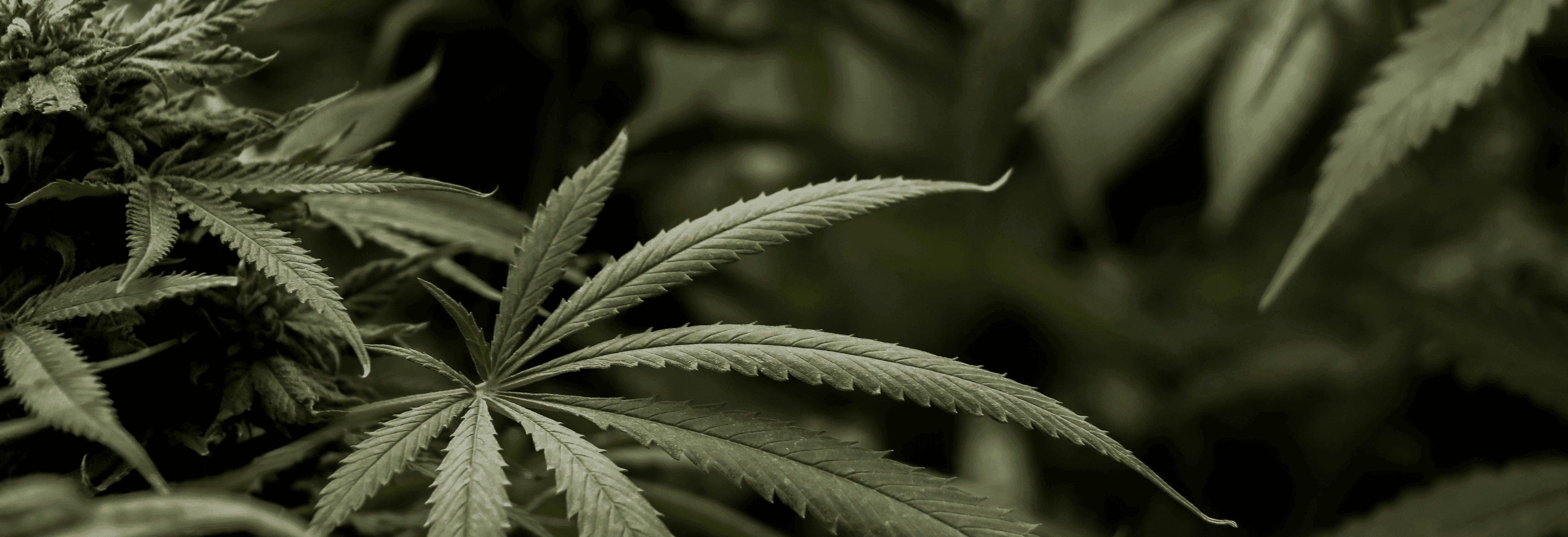 grüne Cannabis Pflanze 