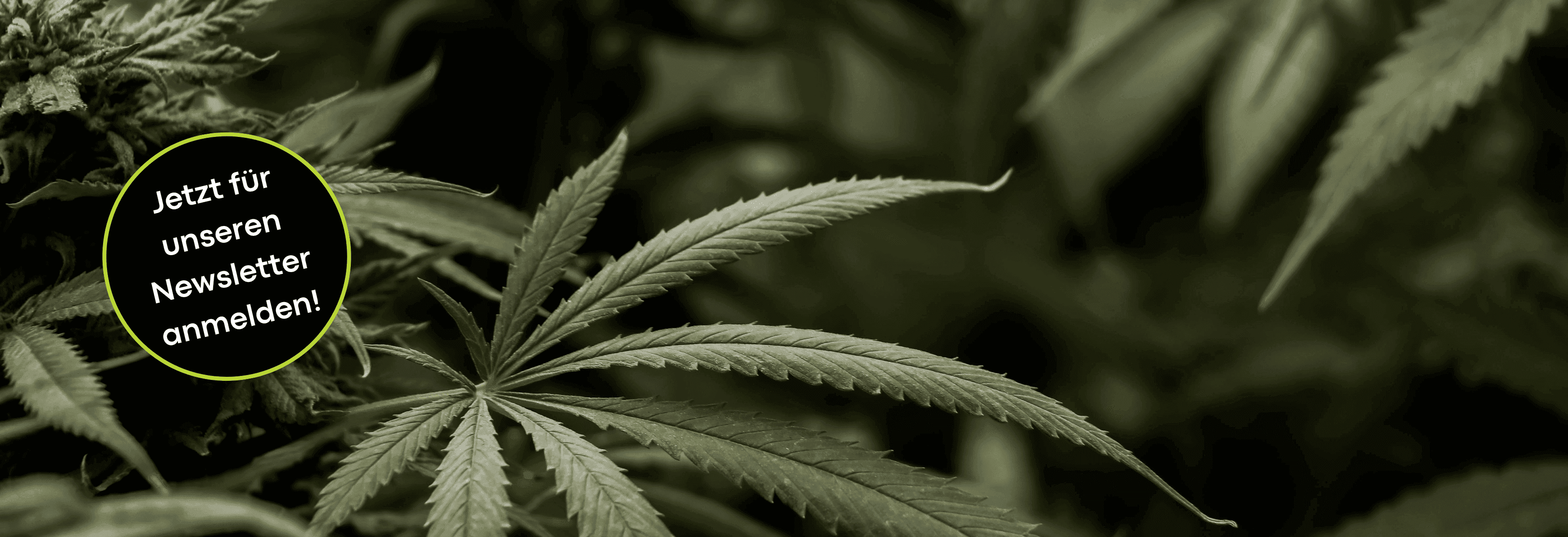 Grünes Hanfblatt mit Aufruf zur Newsletter-Anmeldung