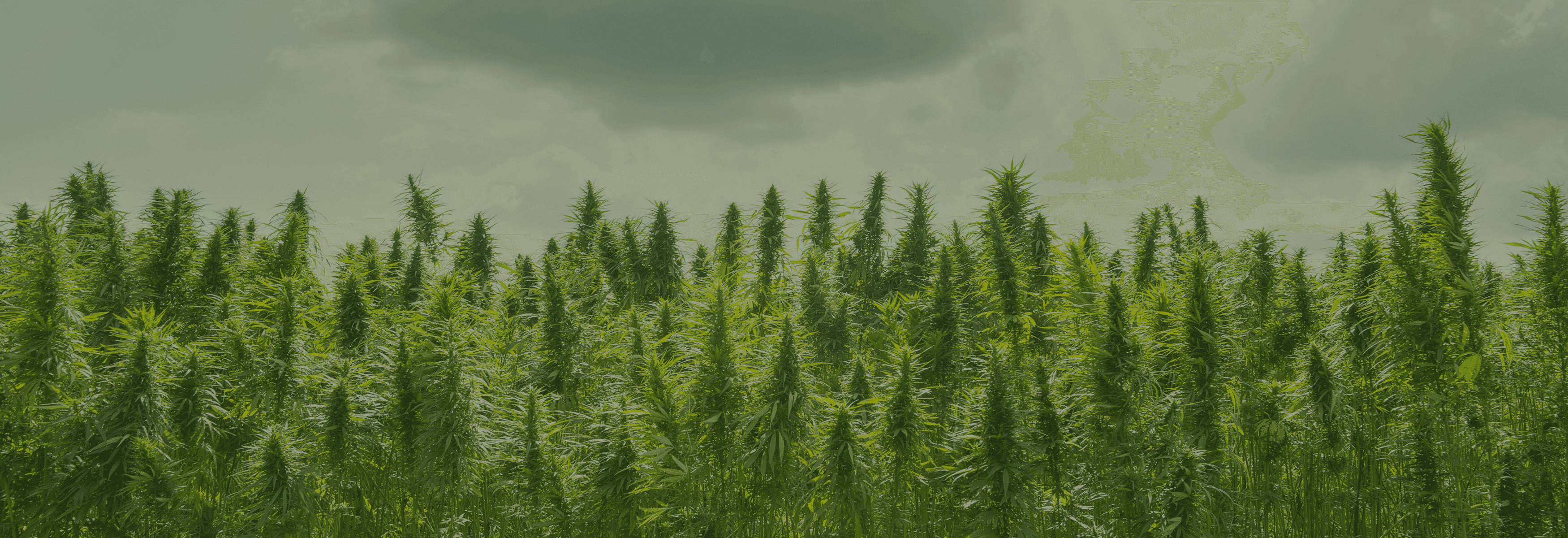 grüne Cannabis Pflanzen auf Feld