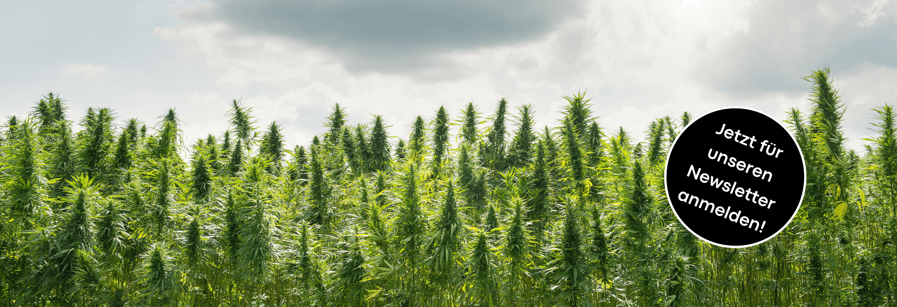 Grünes Hanfeld unter bewölktem Himmel